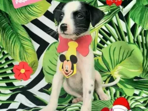 Cachorro raça Srd idade 2 a 6 meses nome Pinta 