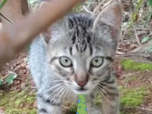 Gato raça Mestiço  idade 2 a 6 meses nome Pingo 