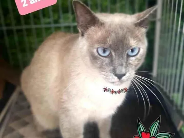 Gato raça Srd idade 2 anos nome Hanna