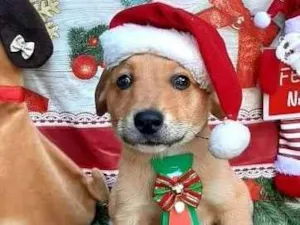 Cachorro raça Srd idade 2 a 6 meses nome Renatinho