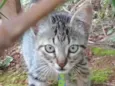 Pingo 