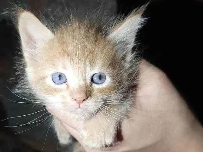 Gato ra a Não sei idade Abaixo de 2 meses nome Sem nome