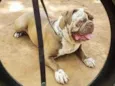 Cachorro raça Buldogue Campeiro idade 4 anos nome Comanche