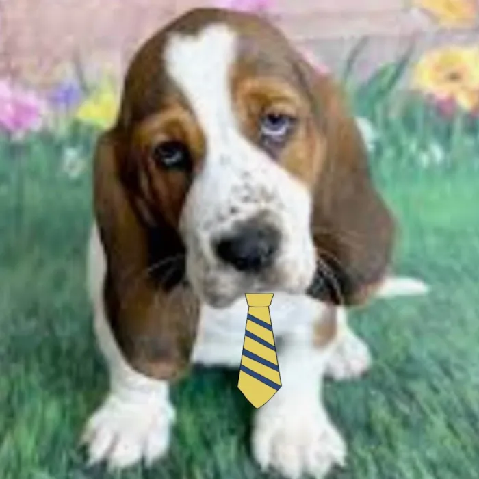 Cachorro ra a Mestiço  idade 2 a 6 meses nome Luke 