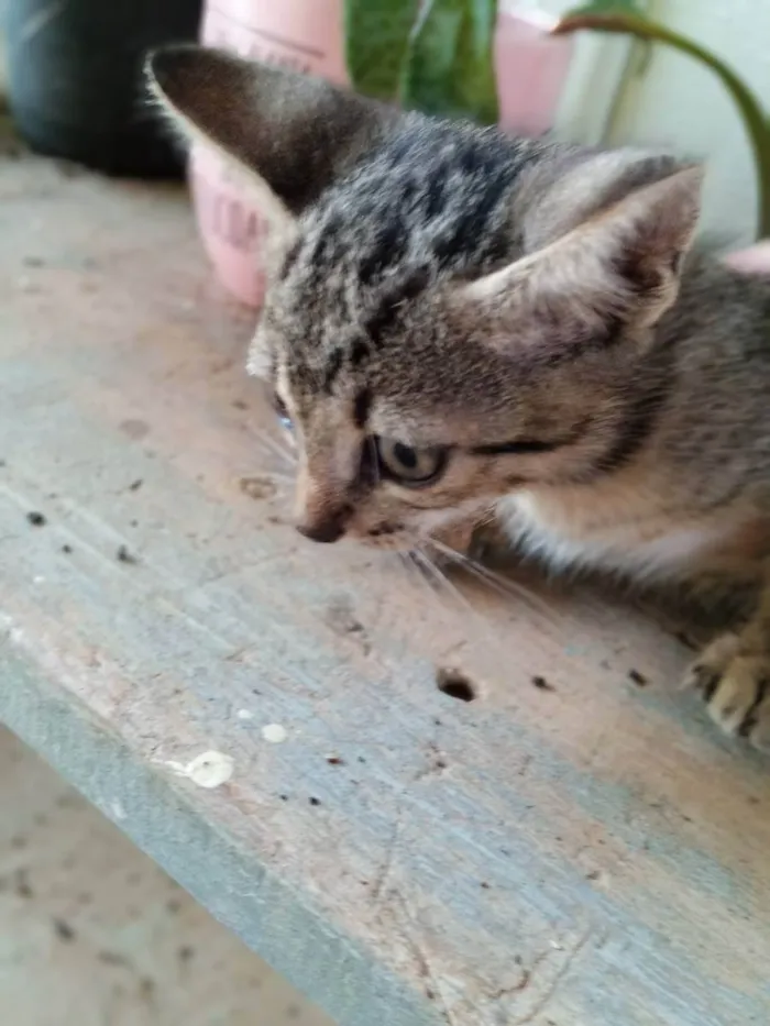 Gato ra a Rajados idade 2 a 6 meses nome Rajados