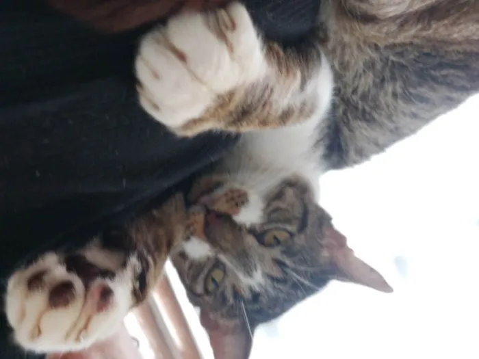 Gato ra a Srd idade 2 anos nome Tokio