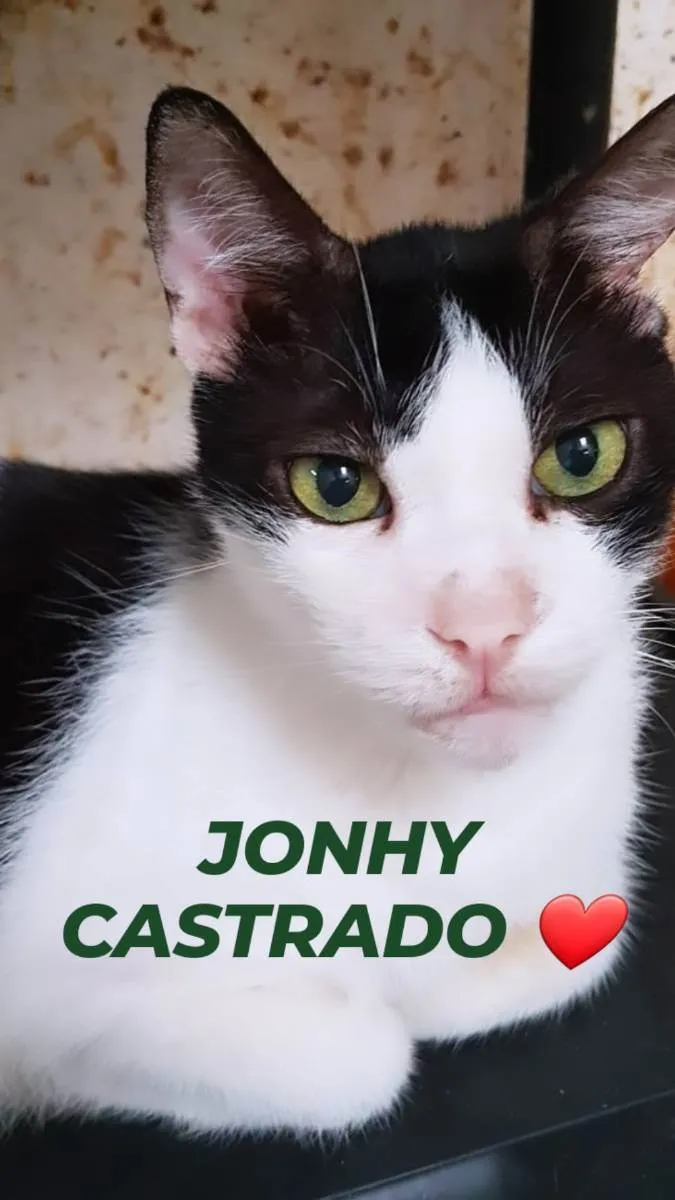 Gato ra a Srd idade 2 anos nome JONH
