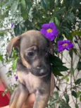 Cachorro raça SRD idade Abaixo de 2 meses nome Sem Nome