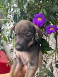 Cachorro raça SRD idade Abaixo de 2 meses nome Sem Nome