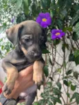 Cachorro raça SRD idade Abaixo de 2 meses nome Sem Nome