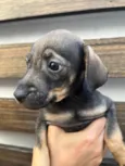 Cachorro raça SRD idade Abaixo de 2 meses nome Sem Nome