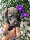 Cachorro raça SRD idade Abaixo de 2 meses nome Sem Nome