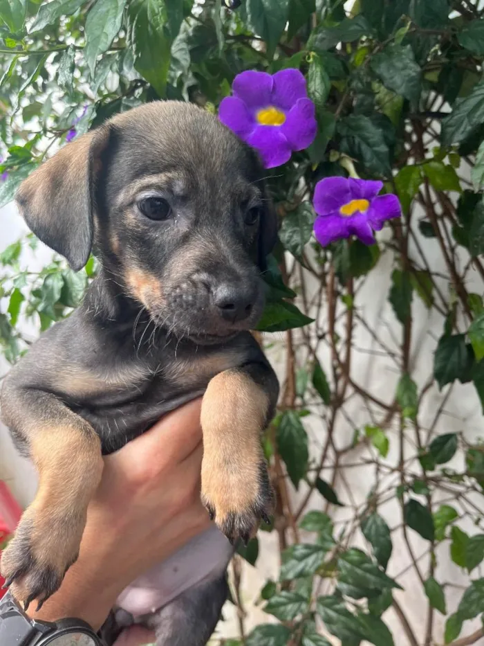 Cachorro raça SRD idade Abaixo de 2 meses nome Sem Nome