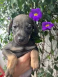 Cachorro raça SRD idade Abaixo de 2 meses nome Sem Nome
