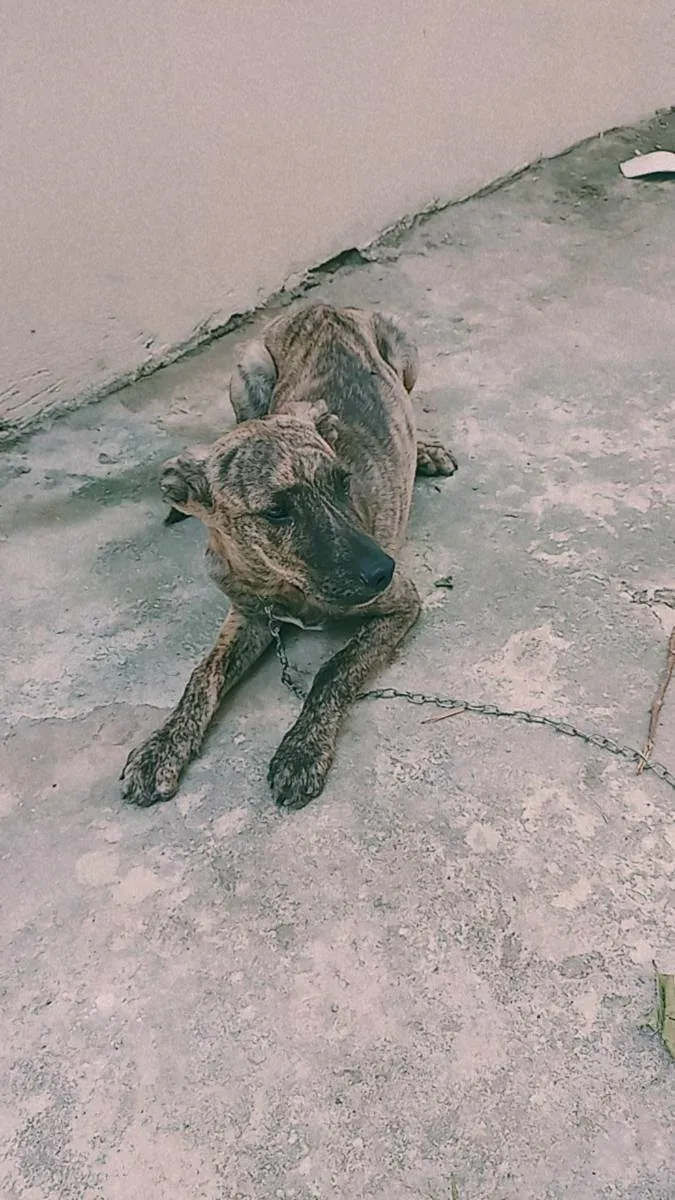 Cachorro ra a Fila idade 2 a 6 meses nome Bebê 