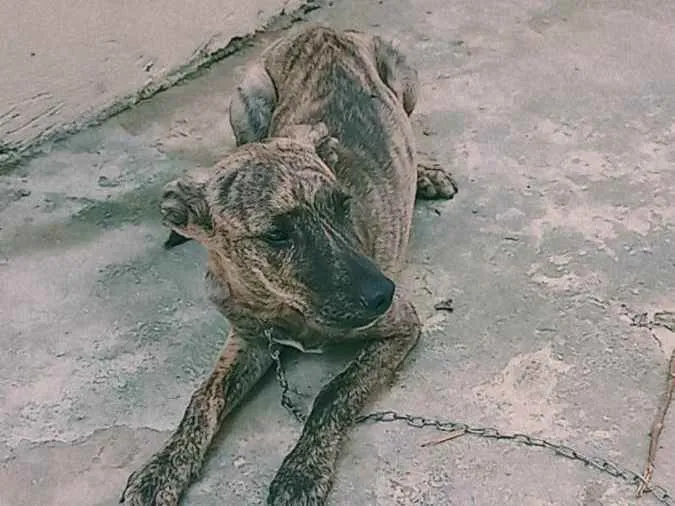 Cachorro ra a Fila idade 2 a 6 meses nome Bebê 