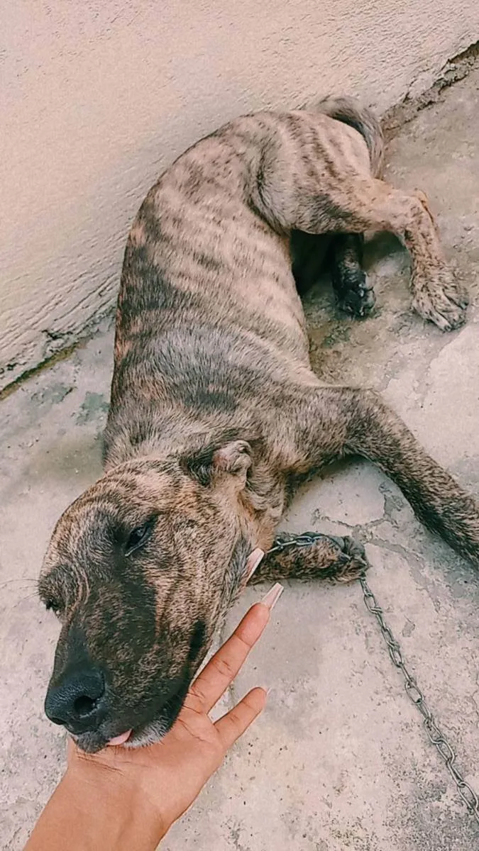 Cachorro ra a Fila idade 2 a 6 meses nome Bebê 