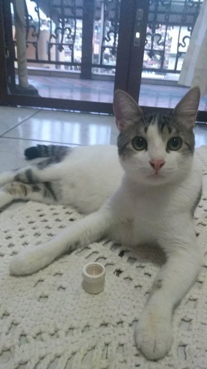 Gato ra a SEM RAÇA idade 4 anos nome RAKAN 