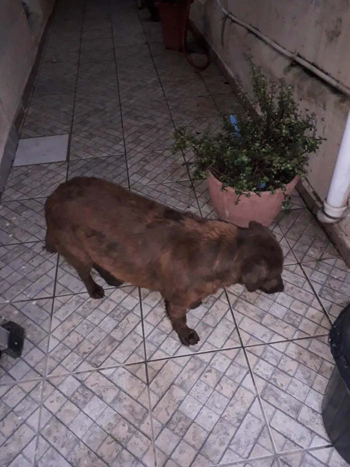 Cachorro ra a Mix Labrador idade 3 anos nome Sem nome