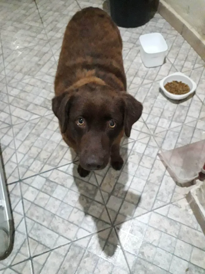 Cachorro ra a Mix Labrador idade 3 anos nome Sem nome