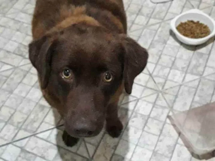 Cachorro ra a Mix Labrador idade 3 anos nome Sem nome