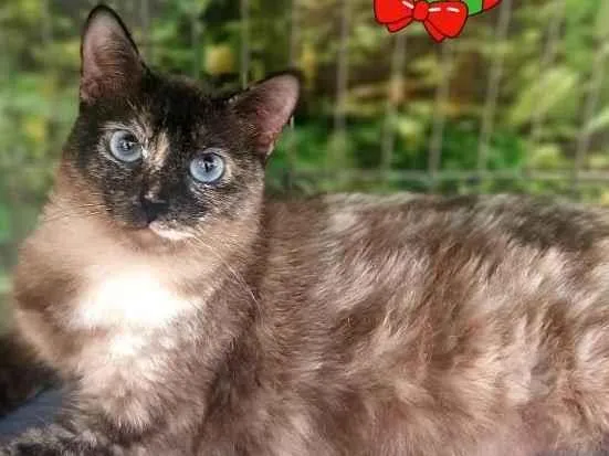 Gato raça Srd idade 2 anos nome Starzinha