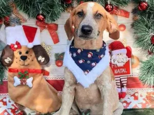 Cachorro raça Srd idade 2 a 6 meses nome Mike 