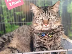 Gato raça Srd idade 2 anos nome Yara