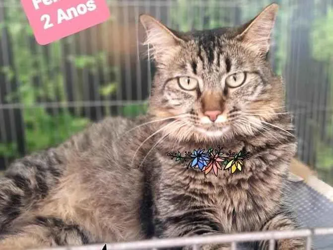 Gato raça Srd idade 2 anos nome Yara