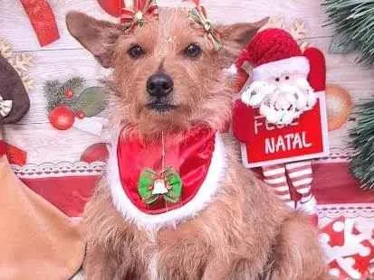 Cachorro raça Srd idade 2 anos nome Milly