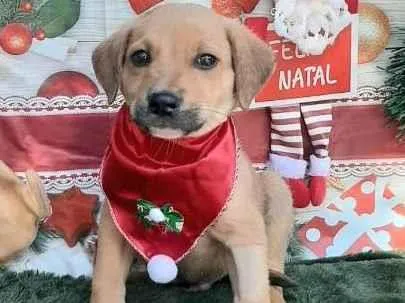 Cachorro raça Srd idade 2 a 6 meses nome Bettinho