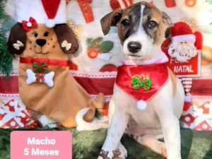 Cachorro raça Srd idade 2 a 6 meses nome Tobe