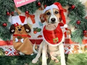 Cachorro raça Srd  idade 2 a 6 meses nome Felipe 