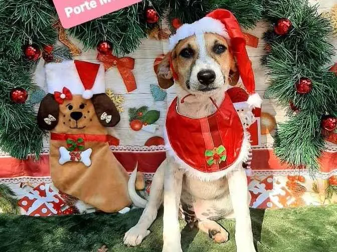 Cachorro raça Srd  idade 2 a 6 meses nome Felipe 