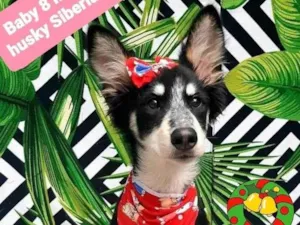 Cachorro raça Husky siberiano  idade 7 a 11 meses nome Baby 