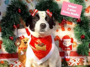Cachorro raça Srd idade 2 anos nome Megui