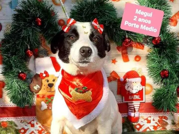 Cachorro raça Srd idade 2 anos nome Megui