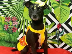 Cachorro raça Srd idade 3 anos nome Vick