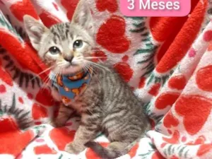Gato raça Srd idade 2 a 6 meses nome Yago