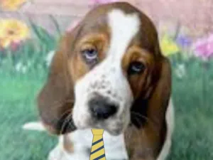 Cachorro raça Mestiço  idade 2 a 6 meses nome Luke 