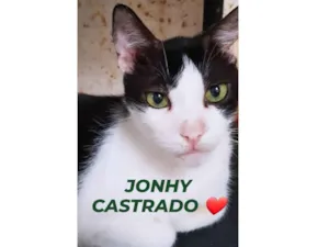 Gato raça Srd idade 2 anos nome JONH