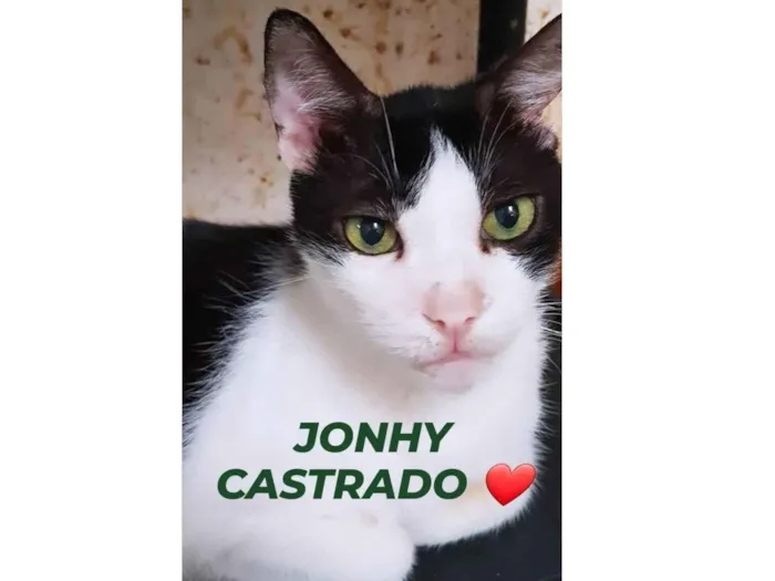 Gato ra a Srd idade 2 anos nome JONH