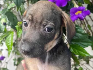 Cachorro raça SRD idade Abaixo de 2 meses nome Sem Nome