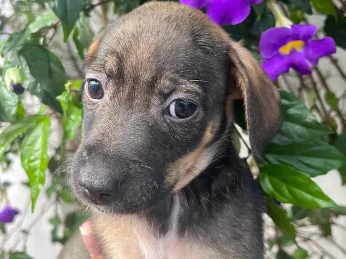 Cachorro raça SRD idade Abaixo de 2 meses nome Sem Nome