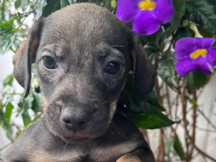 Cachorro raça SRD idade Abaixo de 2 meses nome Sem Nome
