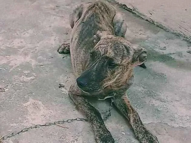 Cachorro ra a Fila idade 2 a 6 meses nome Bebê 