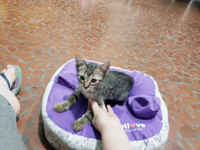 Gato raça Srd idade 2 a 6 meses nome Guga