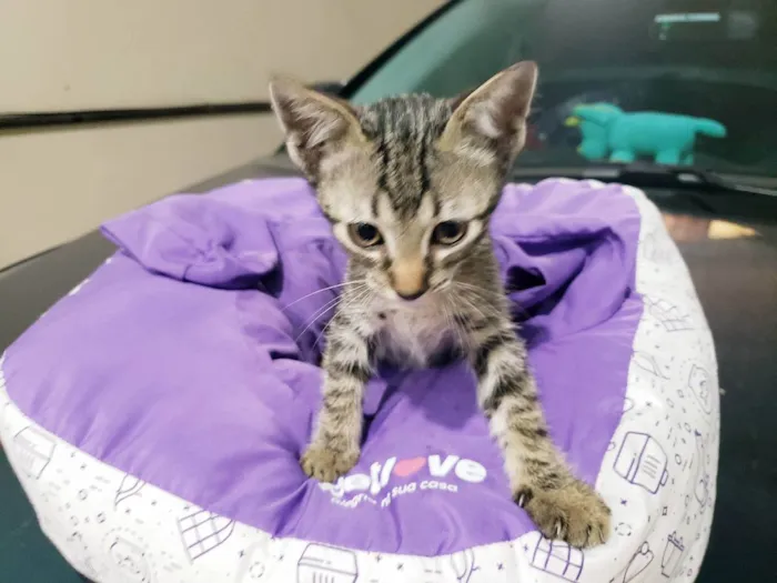 Gato raça Srd idade 2 a 6 meses nome Guga