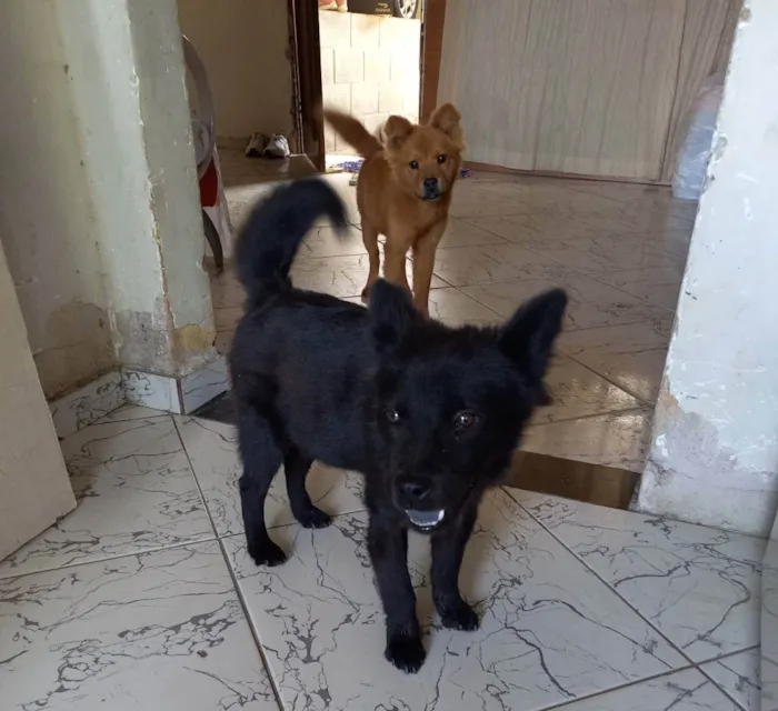 Cachorro raça Chow-chow  idade 2 a 6 meses nome Pretinha e Mel