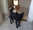 Pretinha e Mel